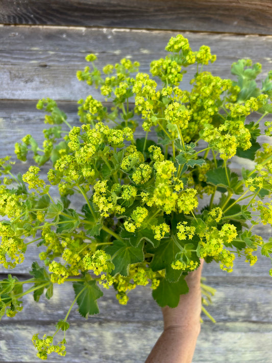 Lady's Mantle