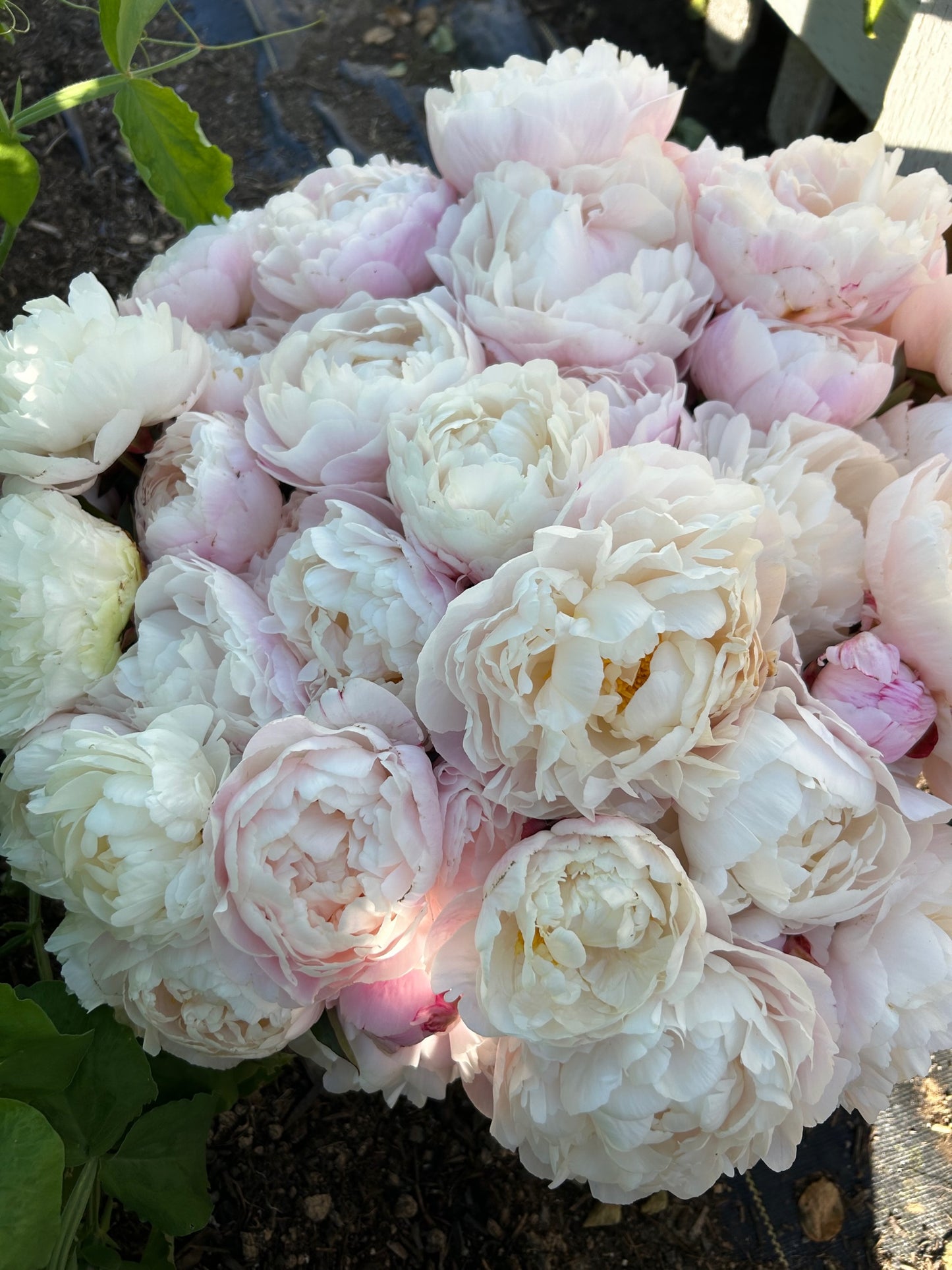 Peony - Gardenia