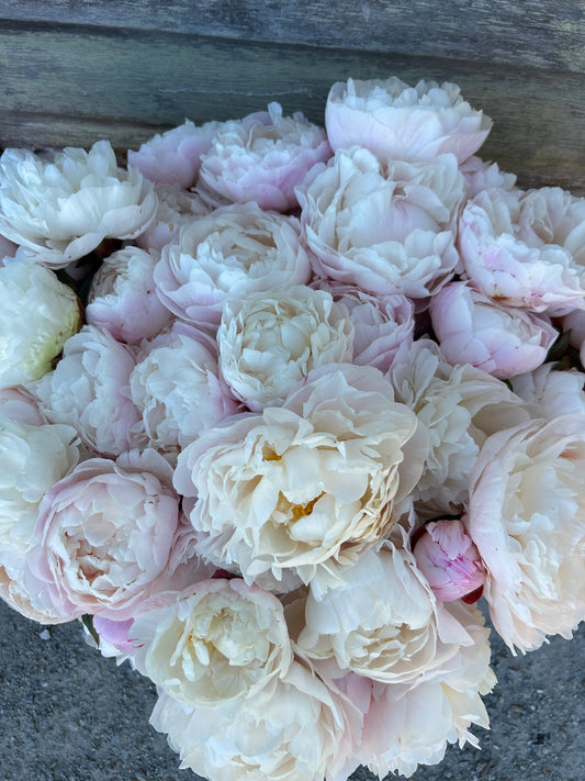 Peony - Gardenia