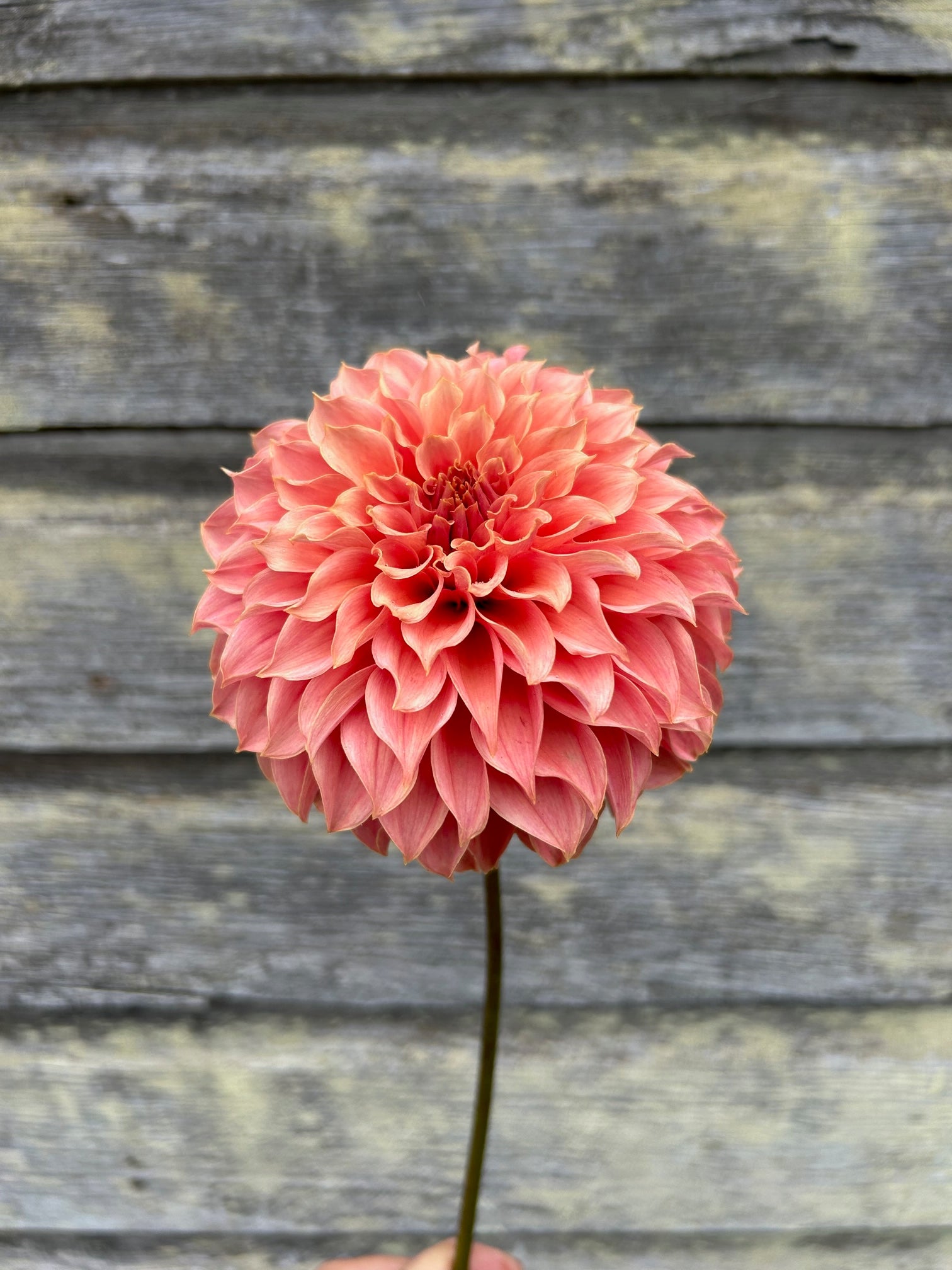 KA's® Coral Sea – The Farmhouse Flower Farm