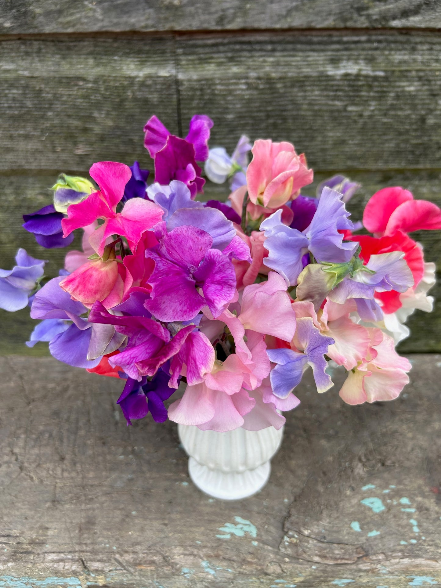 Sweet Pea - Grower's Choice Mix