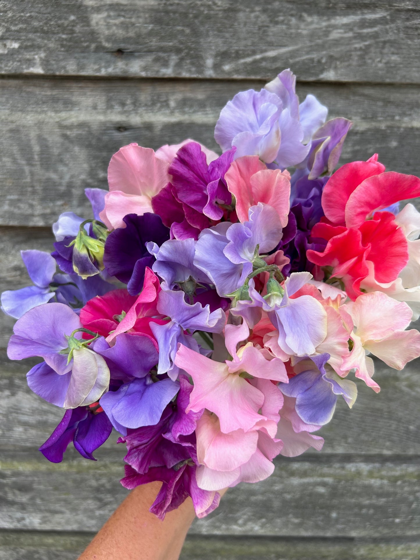 Sweet Pea - Grower's Choice Mix