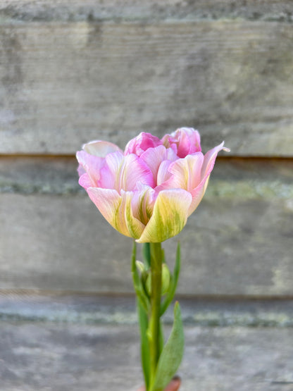 Tulip - Angelique