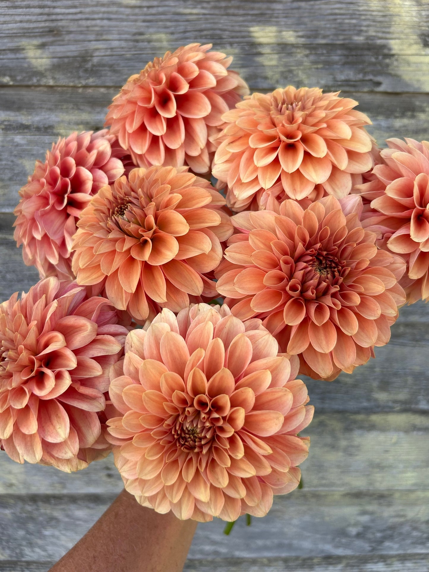 KA's® Apricot Jam - LIMIT 1