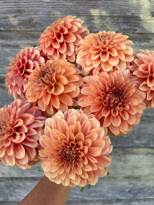 KA's® Apricot Jam - LIMIT 1