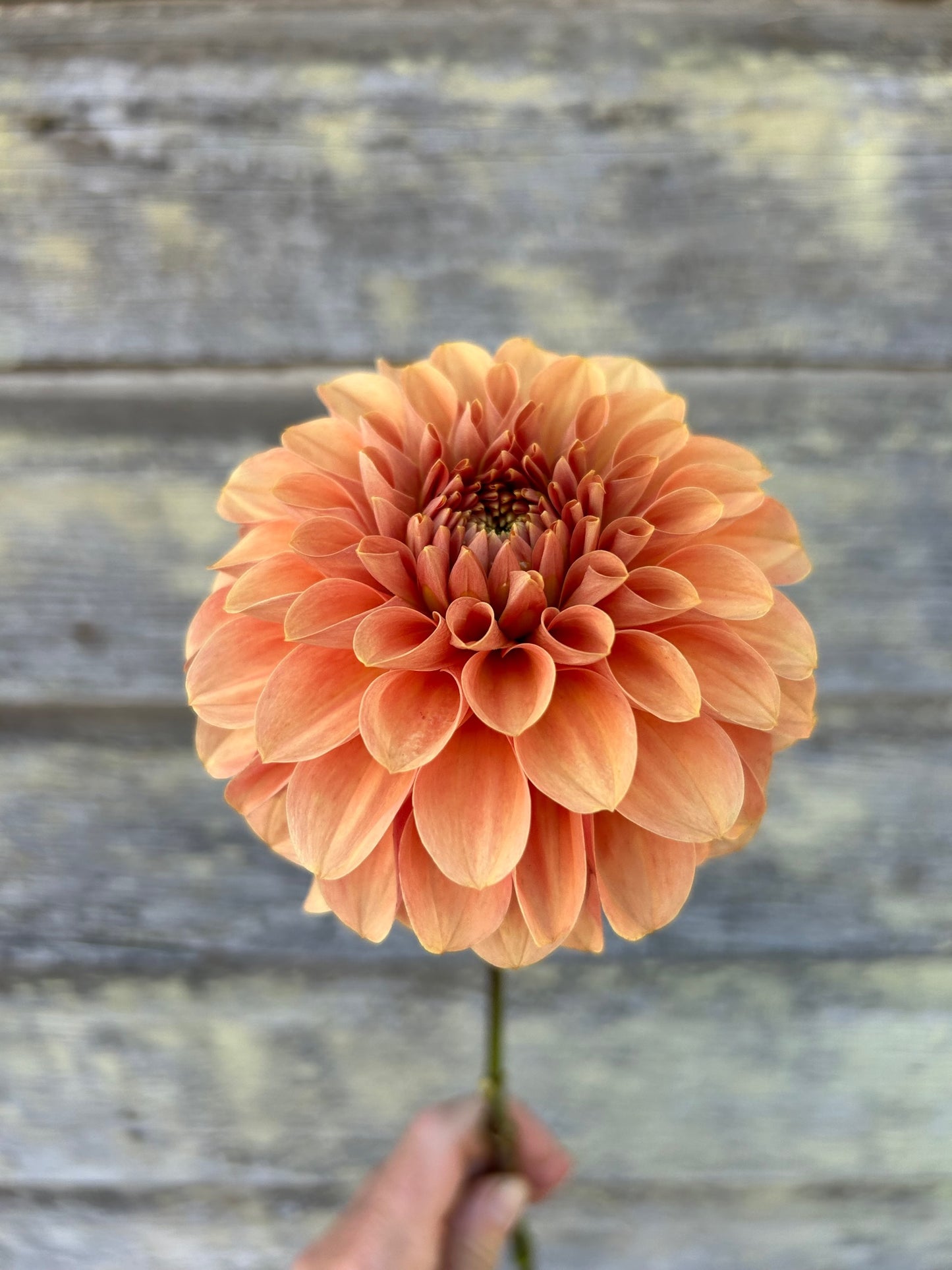 KA's® Apricot Jam - LIMIT 1