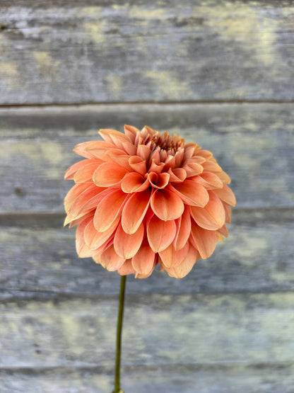 KA's® Apricot Jam - LIMIT 1