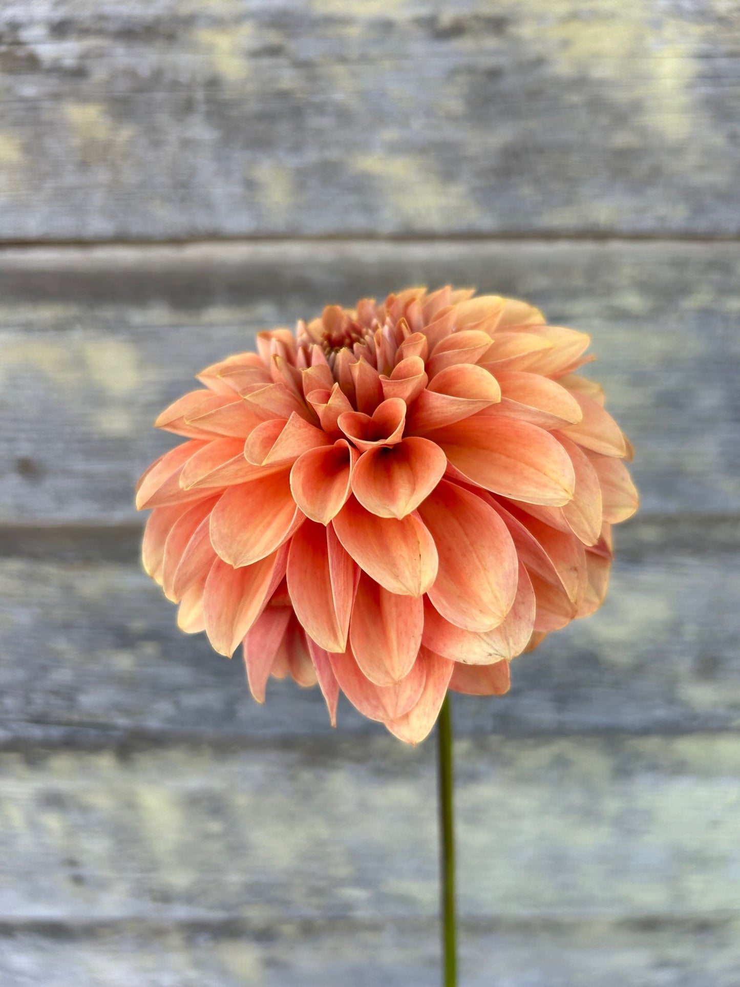 KA's® Apricot Jam - LIMIT 1