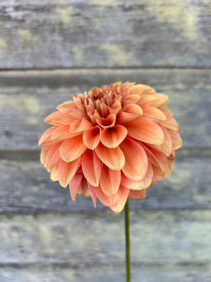 KA's® Apricot Jam - LIMIT 1