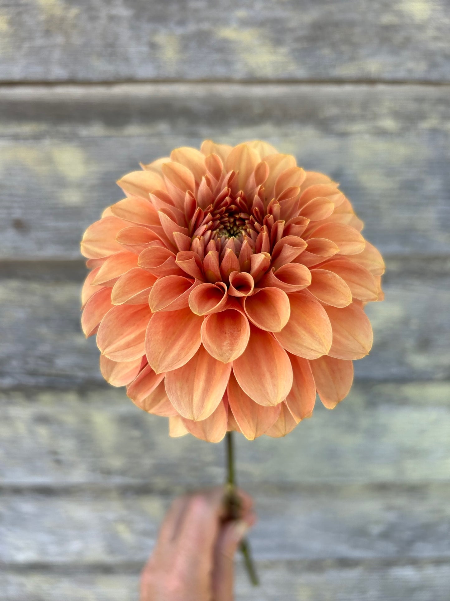 KA's® Apricot Jam - LIMIT 1