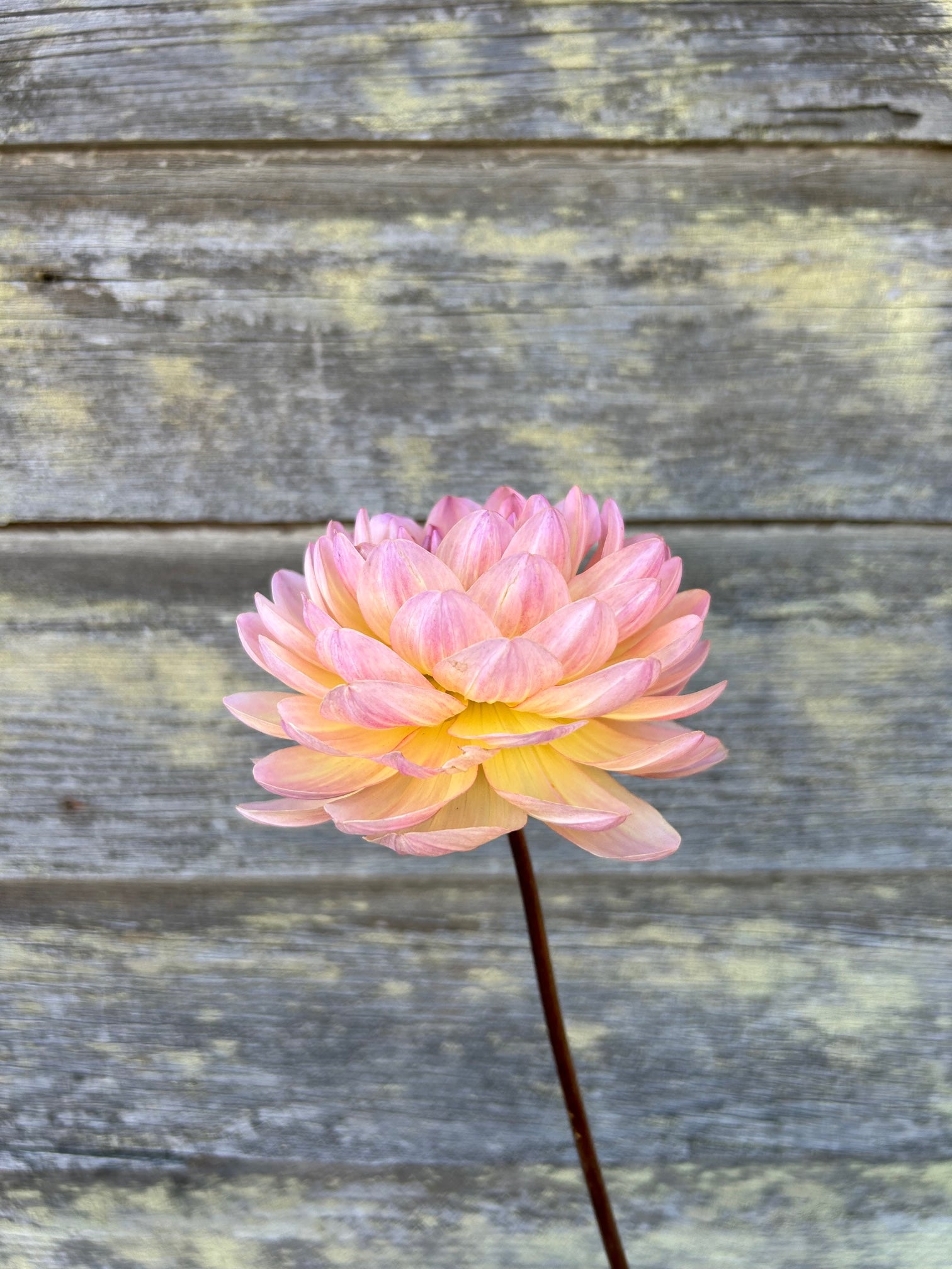 Sandia Bliss - LIMIT 1 – The Farmhouse Flower Farm