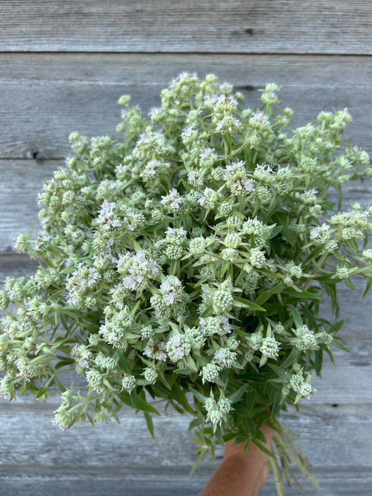 Mountain Mint