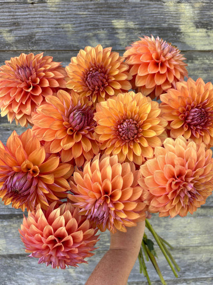 Misfit Kaleidoscope - LIMIT 1