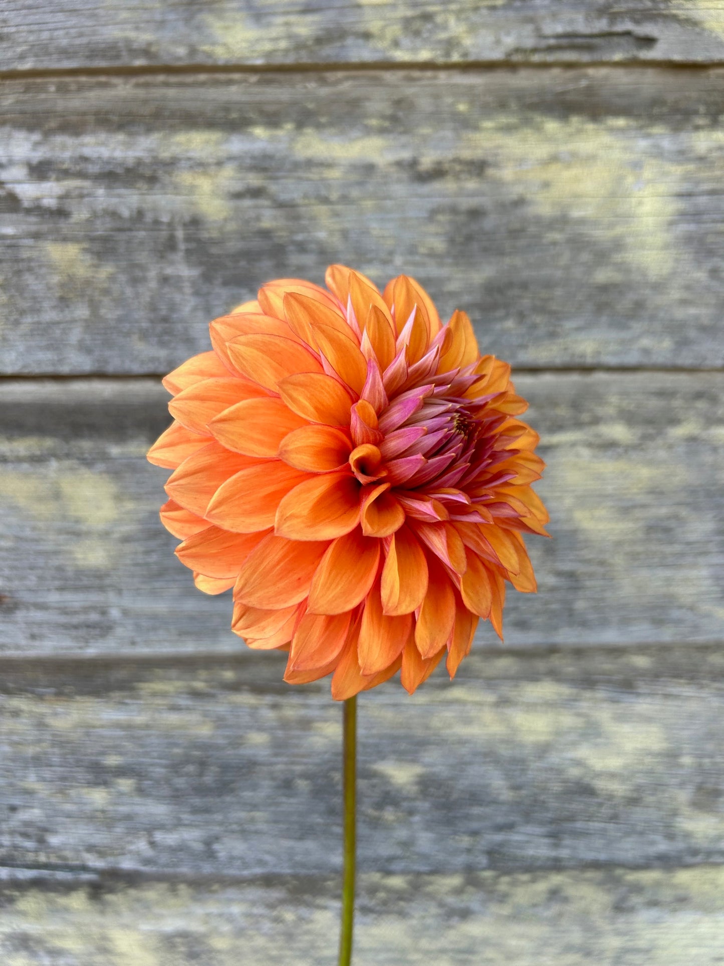 Misfit Kaleidoscope - LIMIT 1