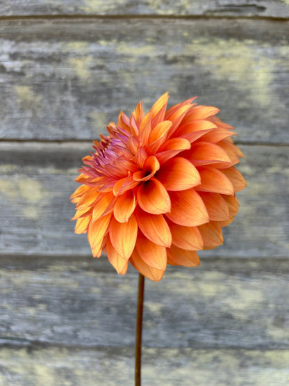 Misfit Kaleidoscope - LIMIT 1