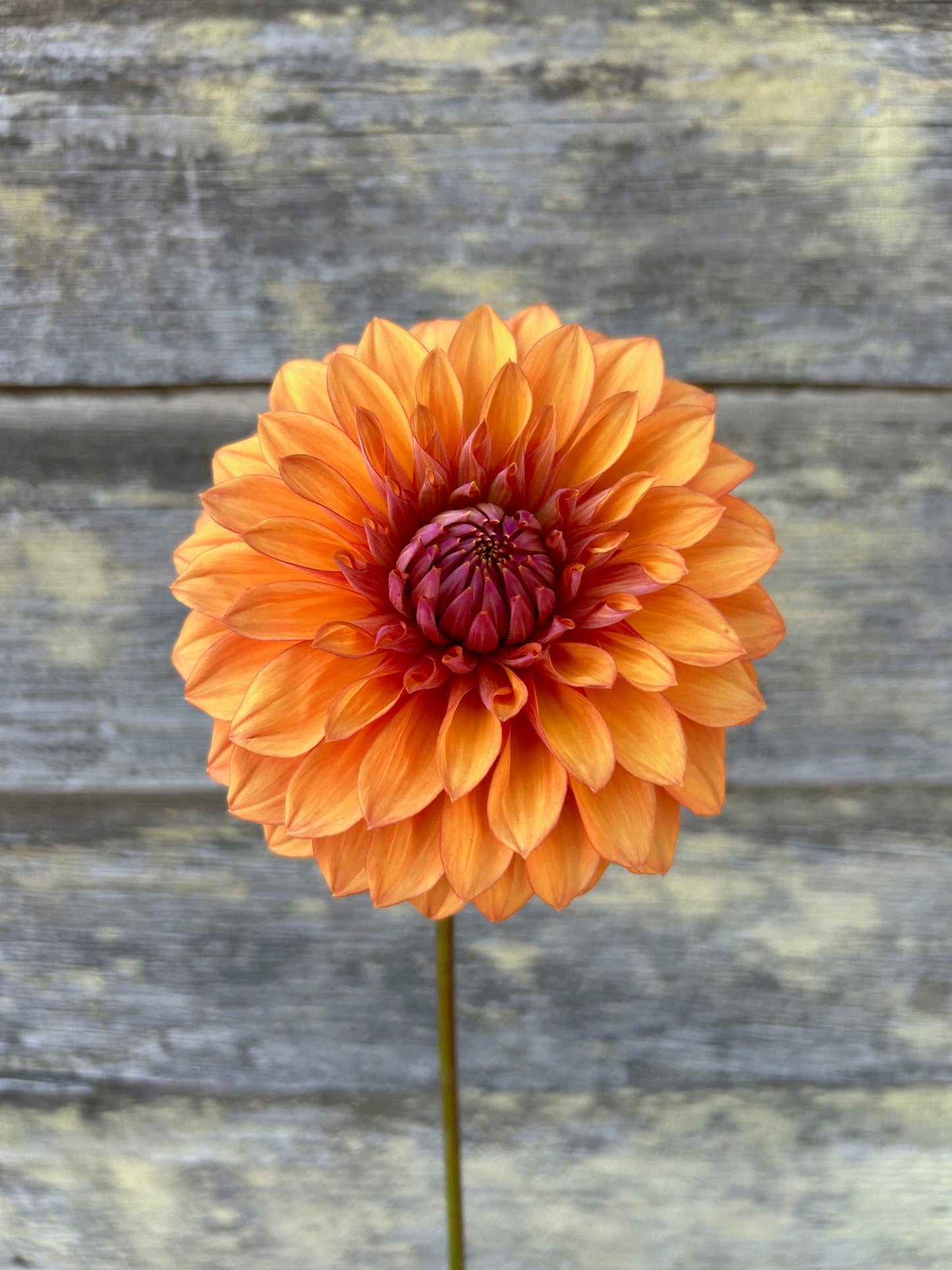 Misfit Kaleidoscope - LIMIT 1