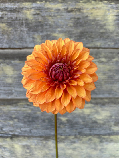 Misfit Kaleidoscope - LIMIT 1