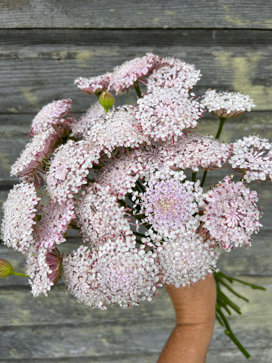 Lacy Pink Didiscus