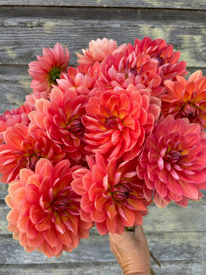 Hollyhill Daydream - LIMIT 1