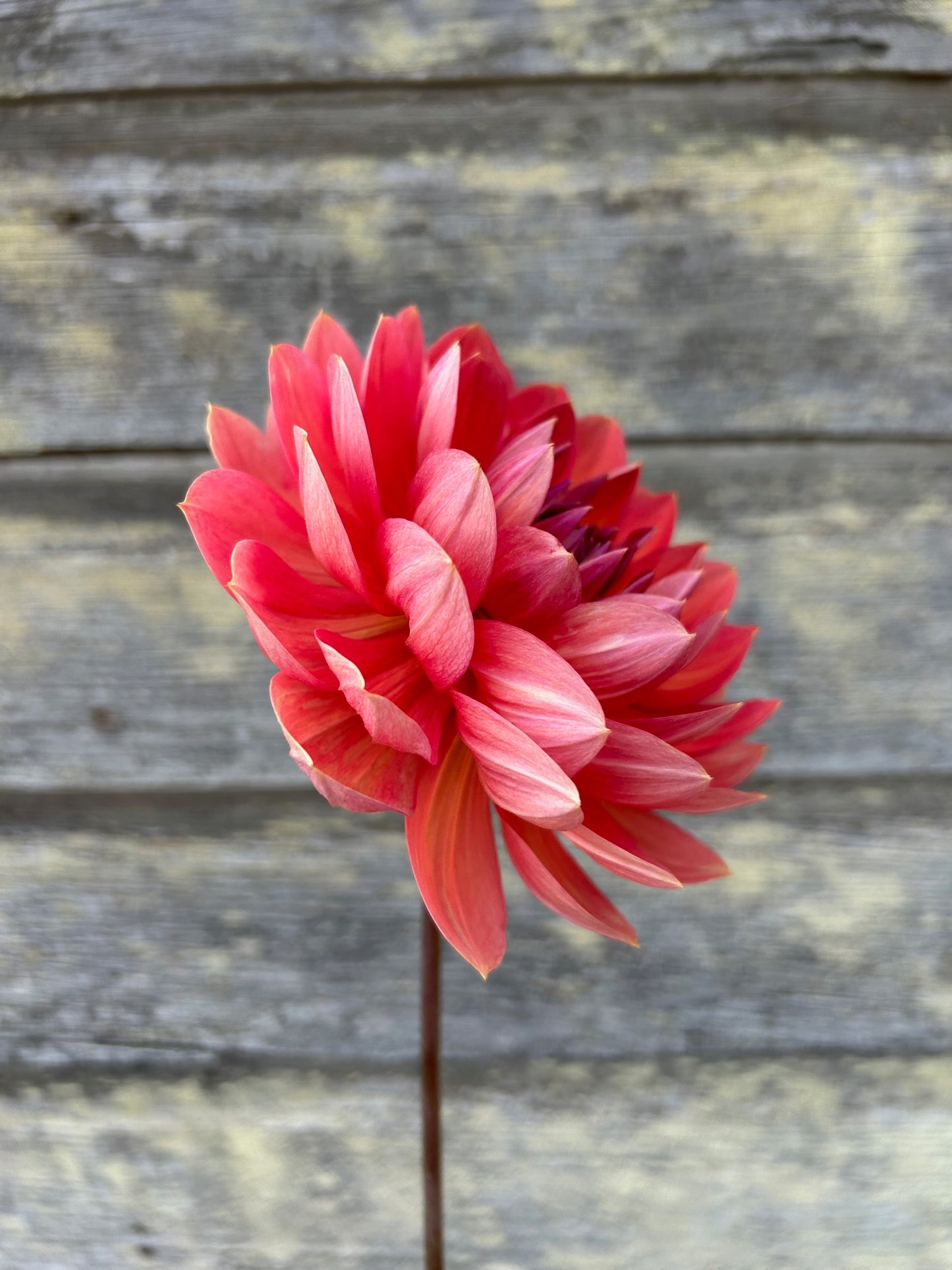 Hollyhill Daydream - LIMIT 1