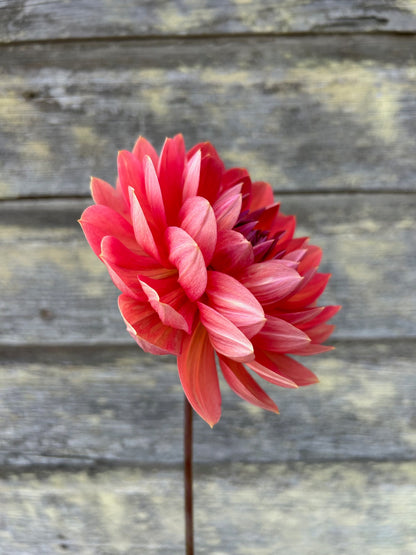 Hollyhill Daydream - LIMIT 1