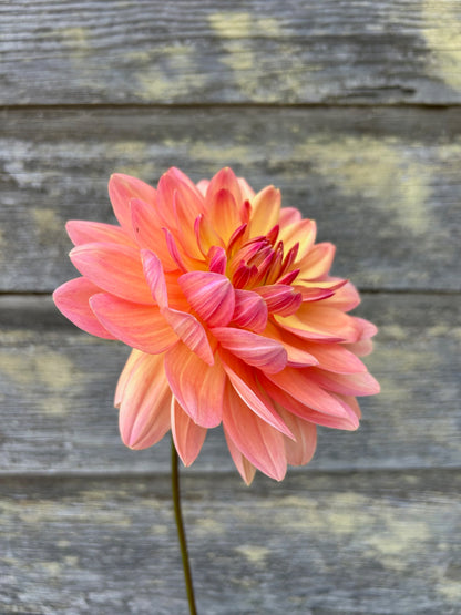 Chimacum Cathleen