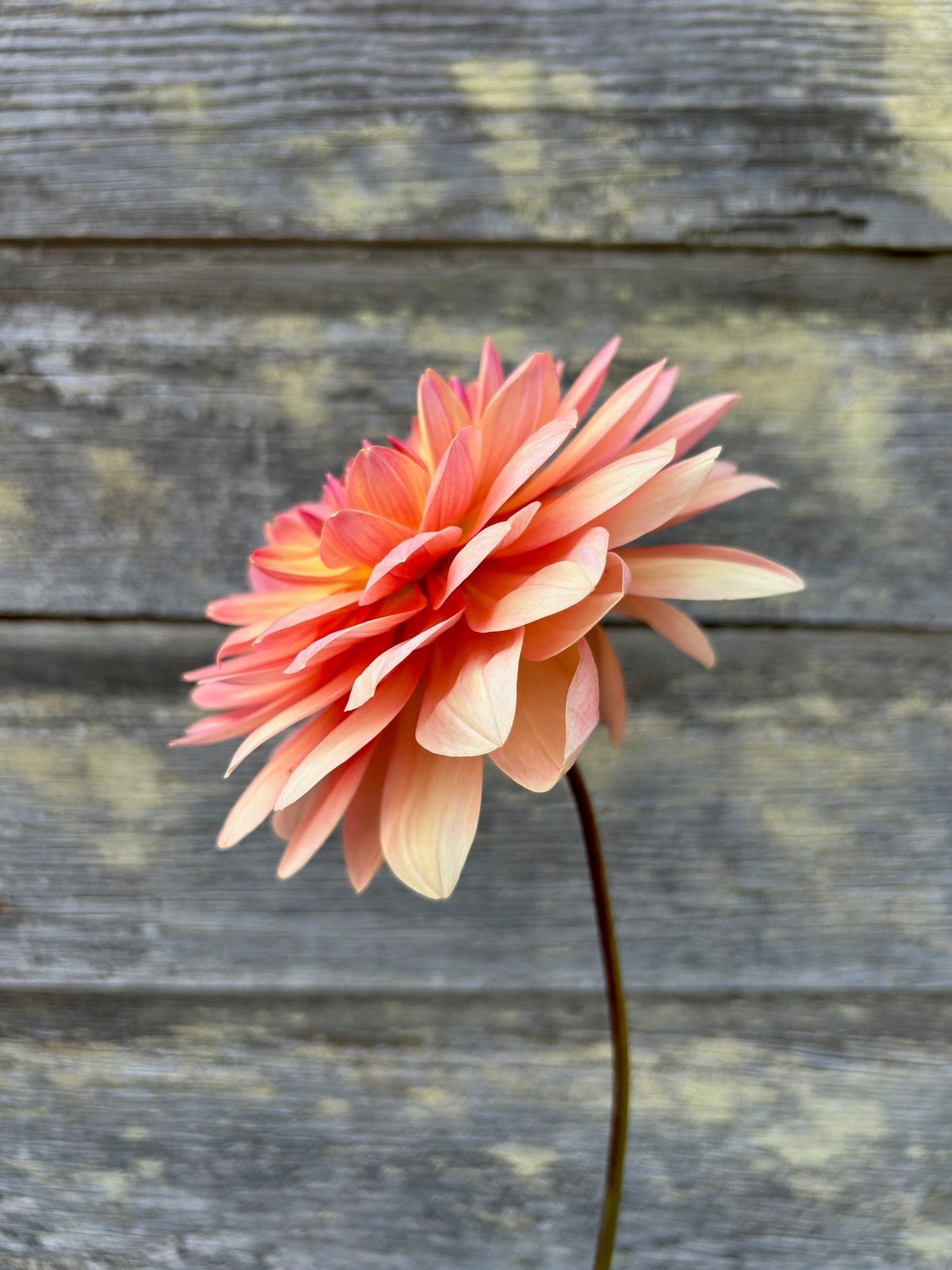 Chimacum Cathleen – The Farmhouse Flower Farm
