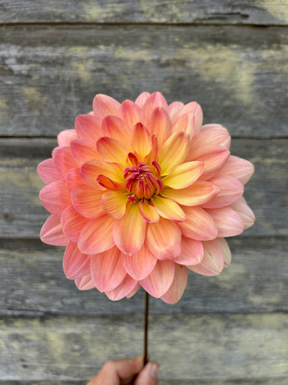 Chimacum Cathleen