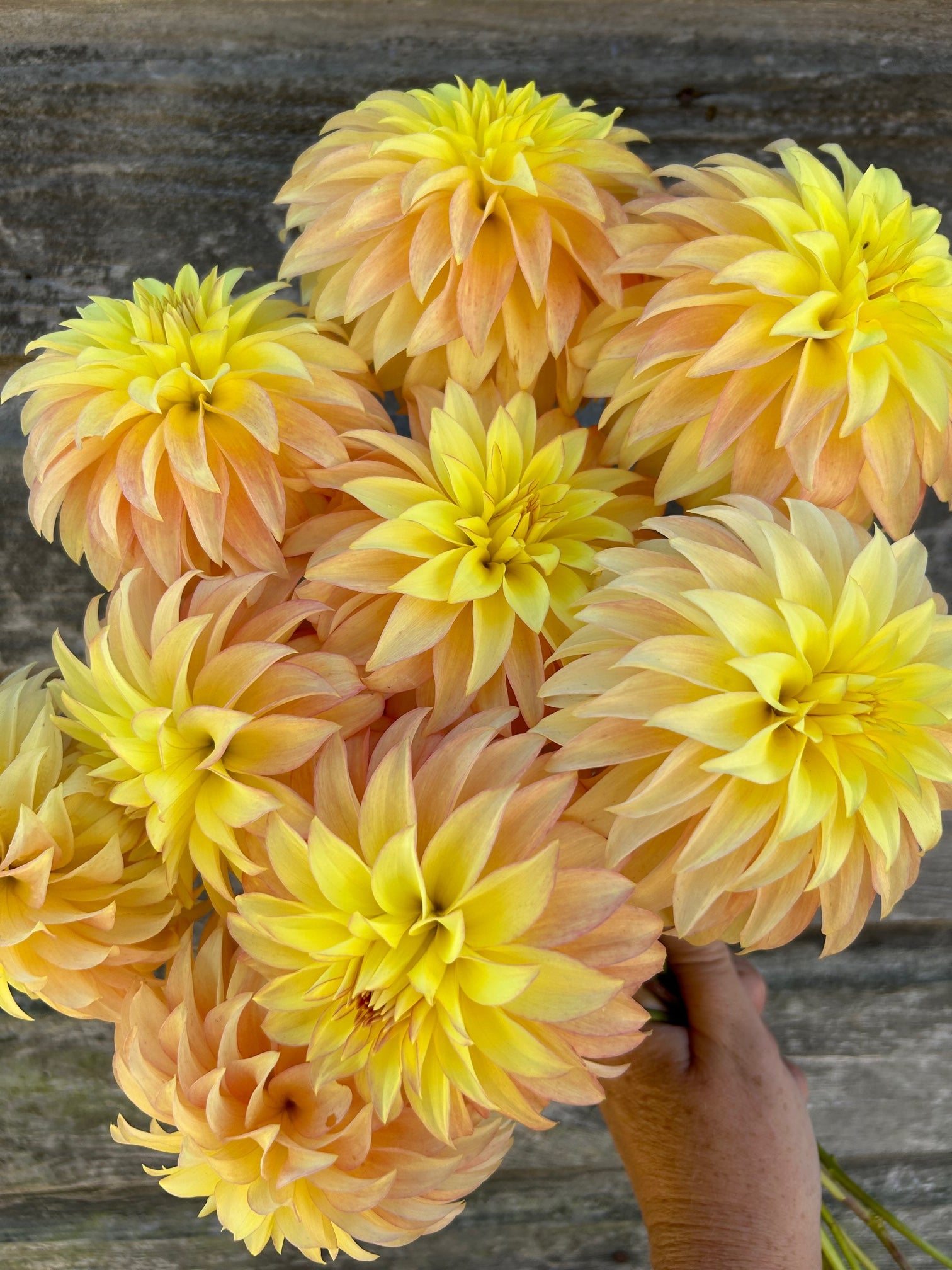 Camano Pet – The Farmhouse Flower Farm