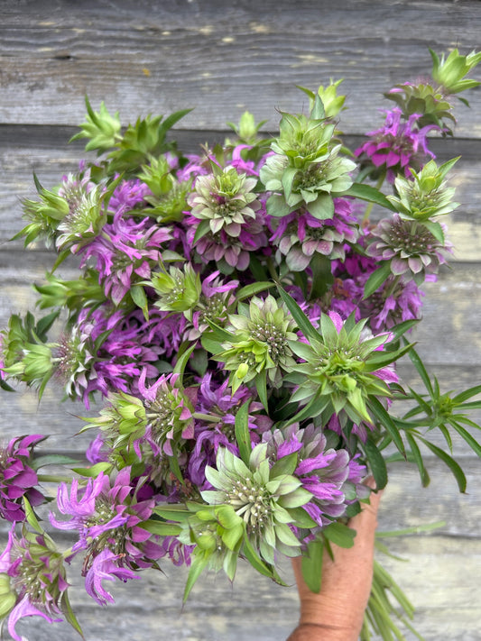 Monarda Mix