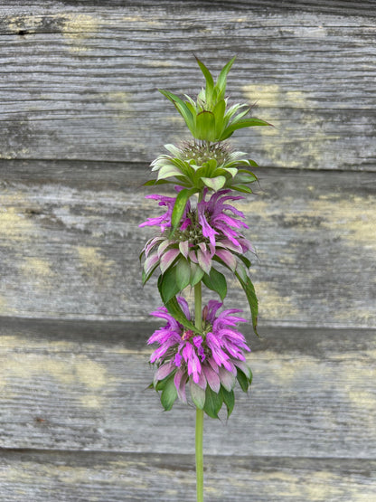 Monarda Mix