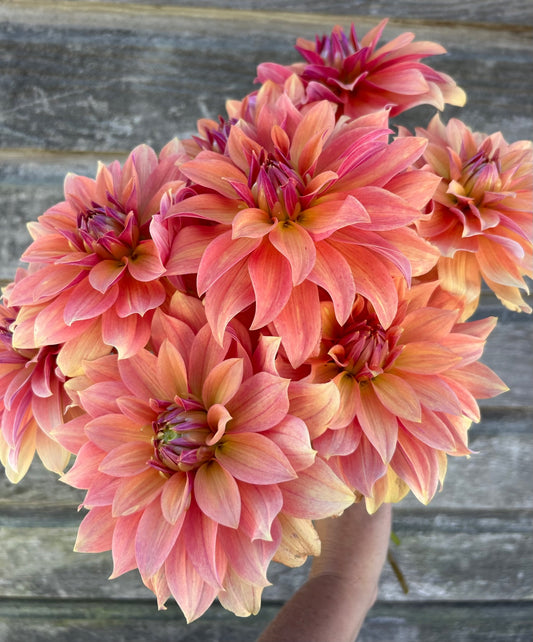 Salish October Wedding