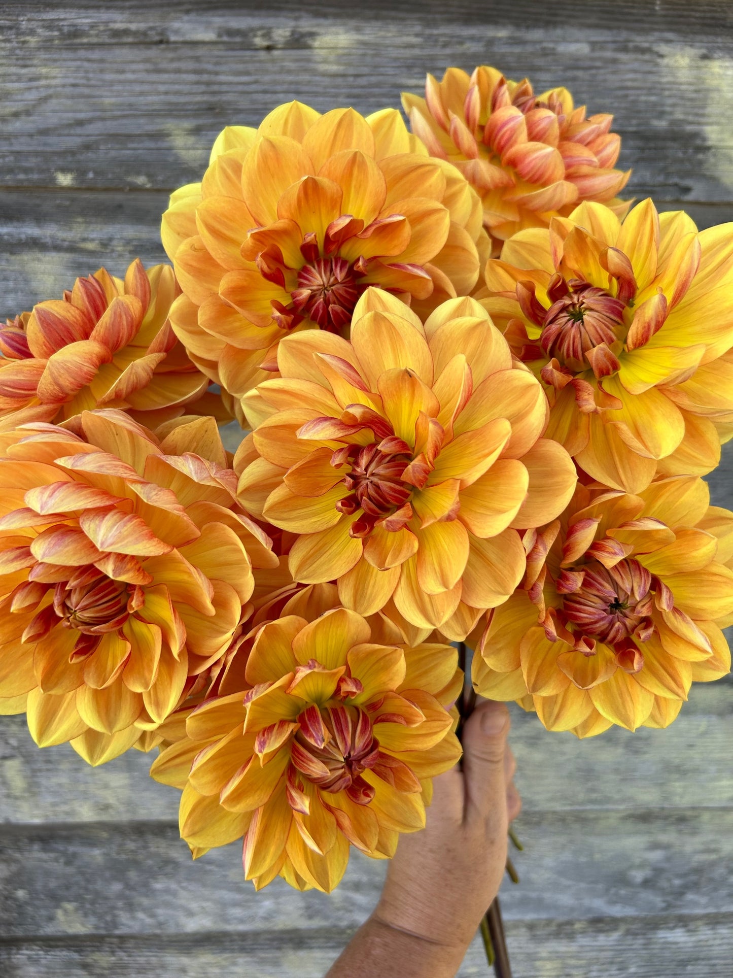 Hollyhill Golden Glow - LIMIT 1