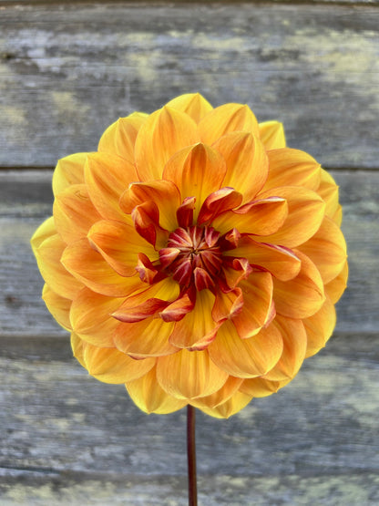 Hollyhill Golden Glow - LIMIT 1