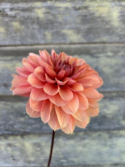 Chateau de la Bourdaisiere - LIMIT 1