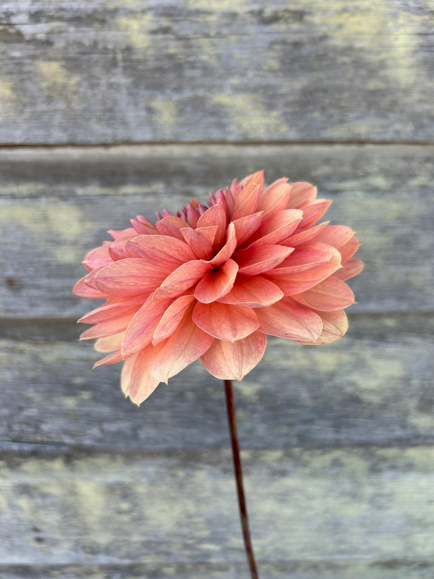 Chateau de la Bourdaisiere - LIMIT 1