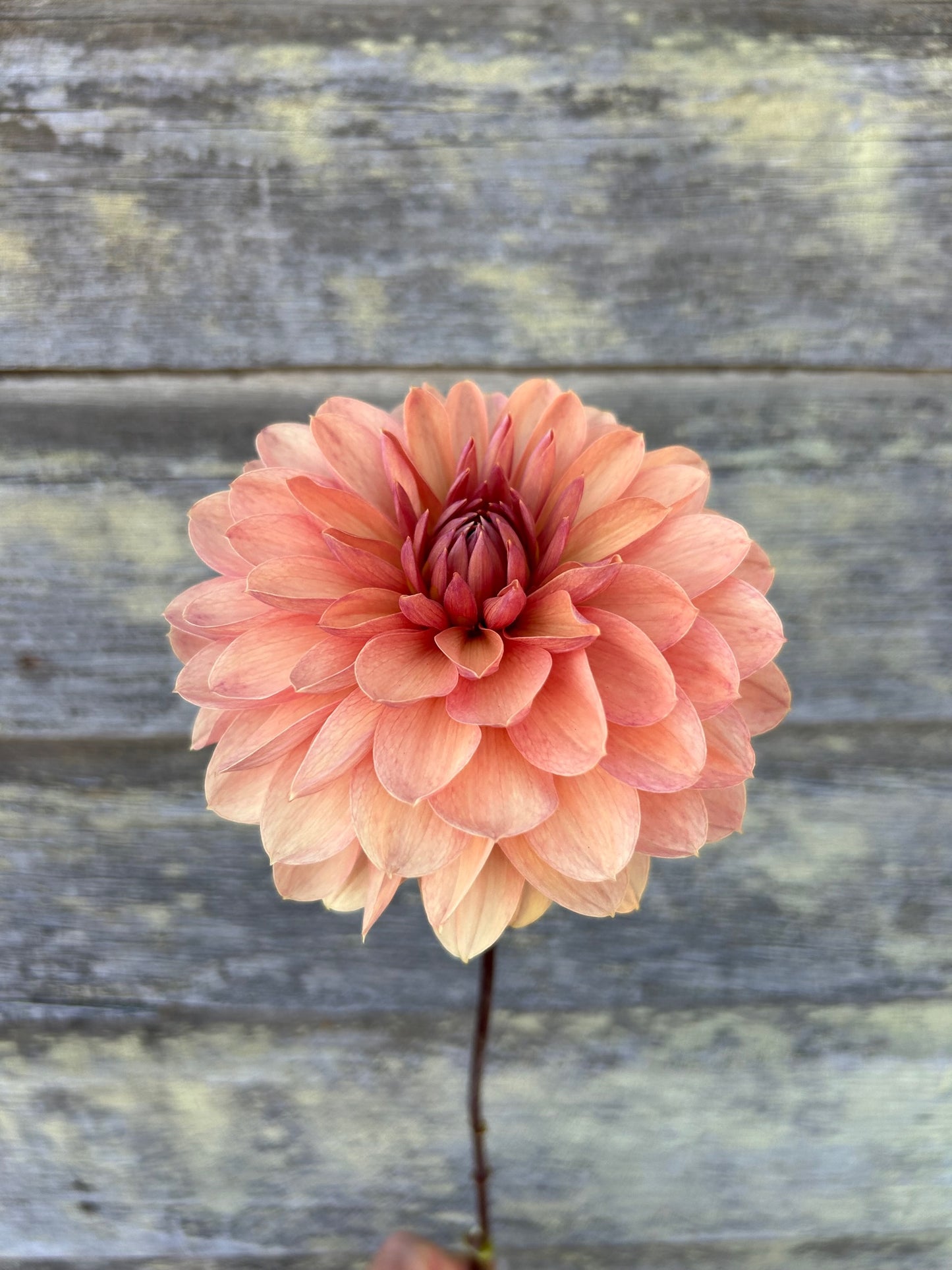 Chateau de la Bourdaisiere - LIMIT 1