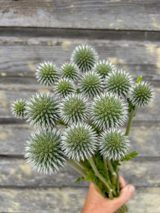 Echinops - Star Frost