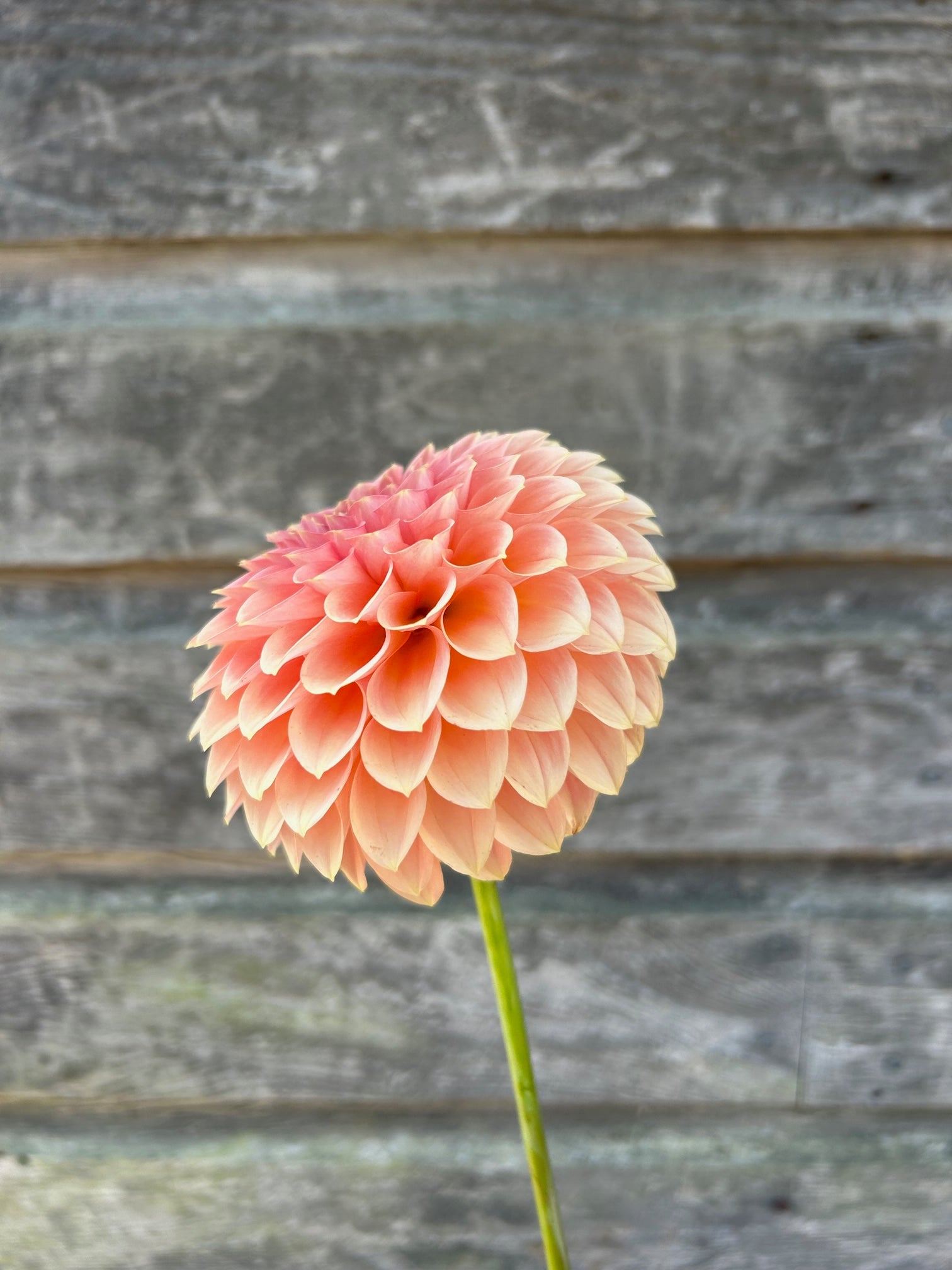 RM Lure - LIMIT 1 – The Farmhouse Flower Farm