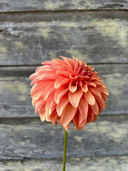 River's Can't Elope - LIMIT 1