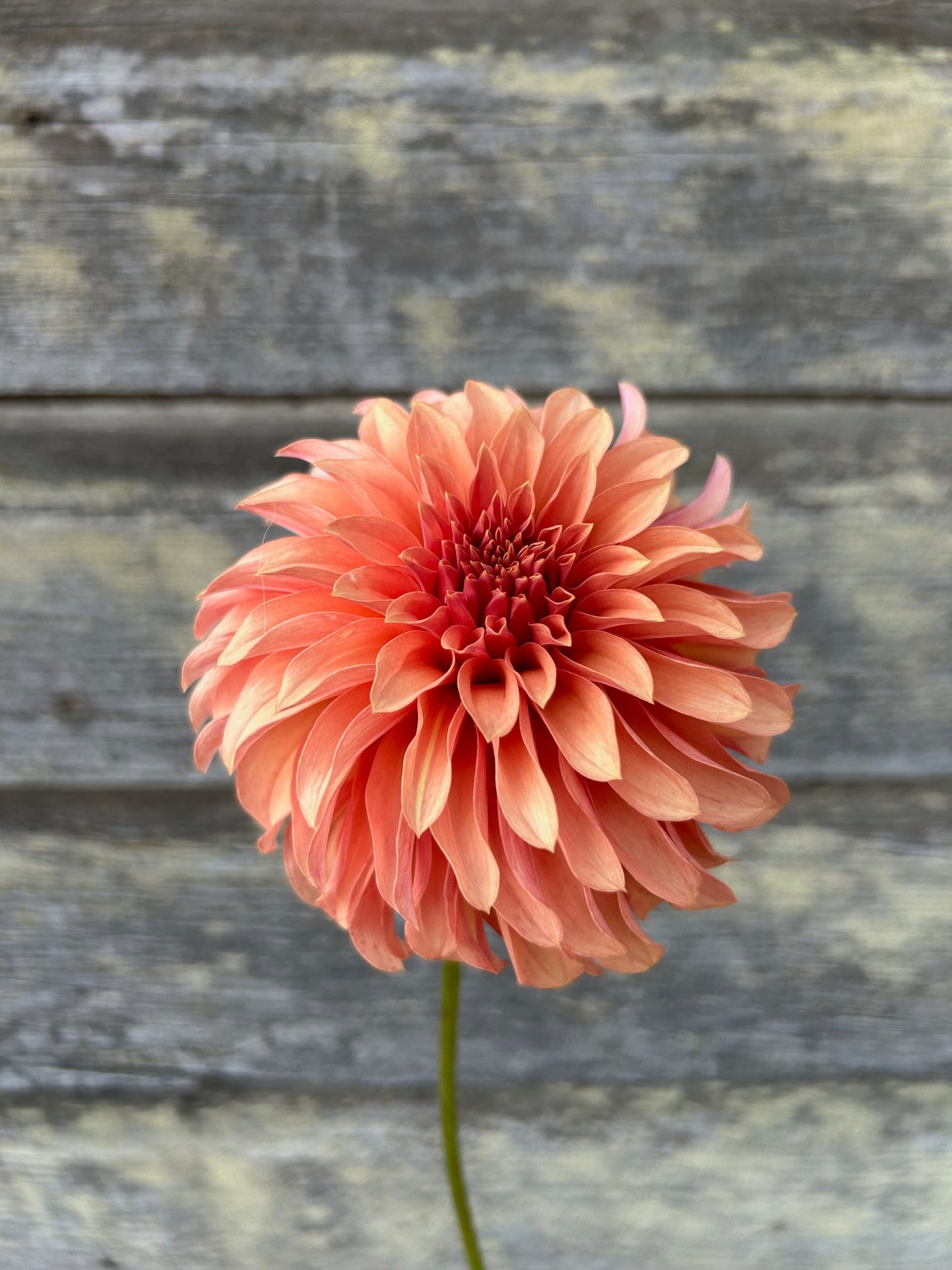 River's Can't Elope - LIMIT 1