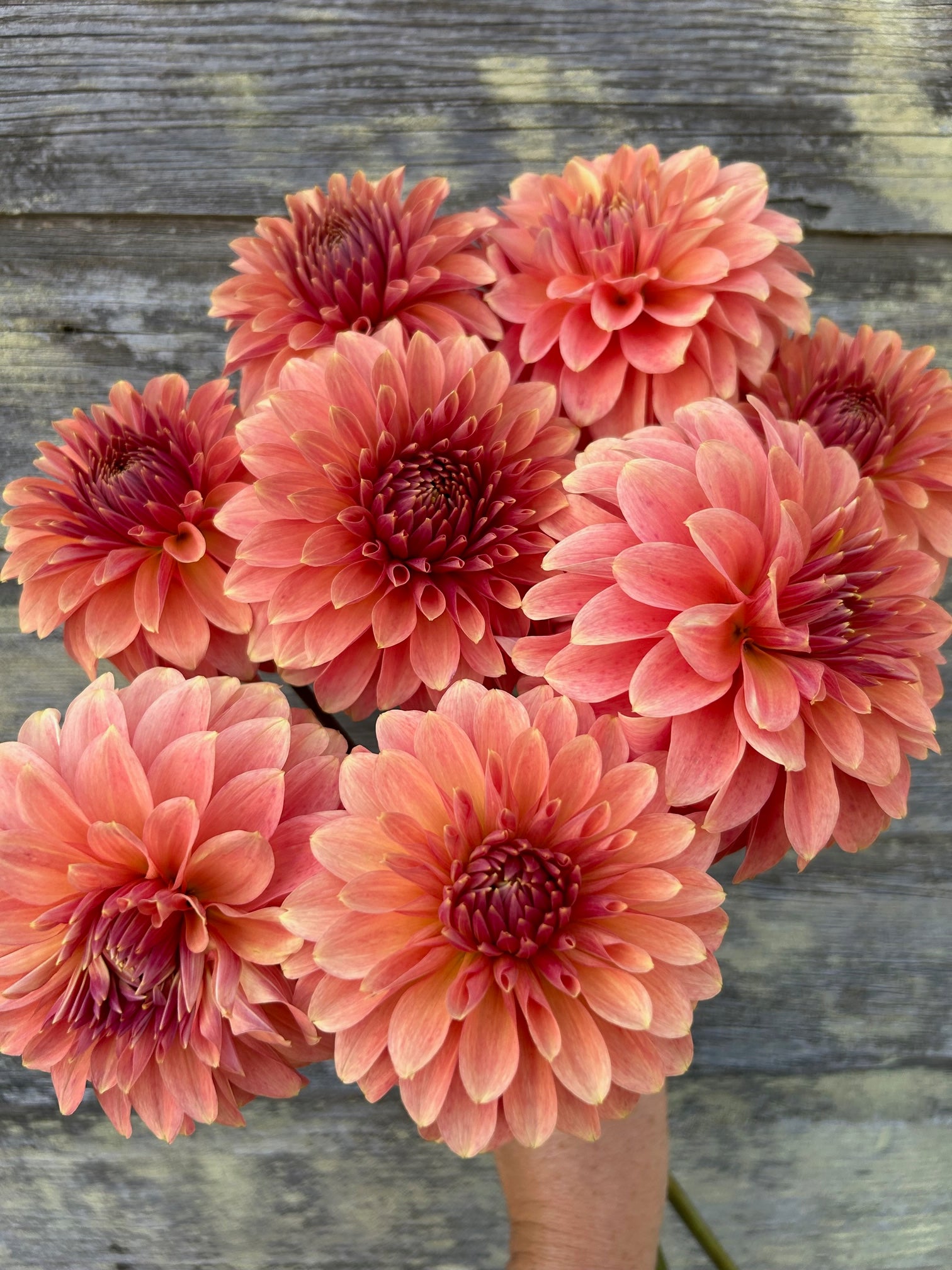 Clearview Pataha - LIMIT 1 – The Farmhouse Flower Farm