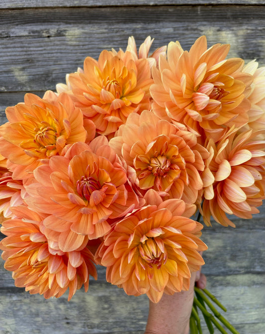 Sandia Susan - LIMIT 1