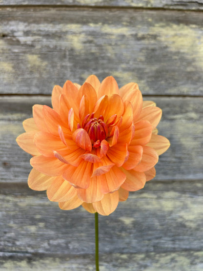 Sandia Susan - LIMIT 1