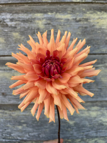 Terracotta