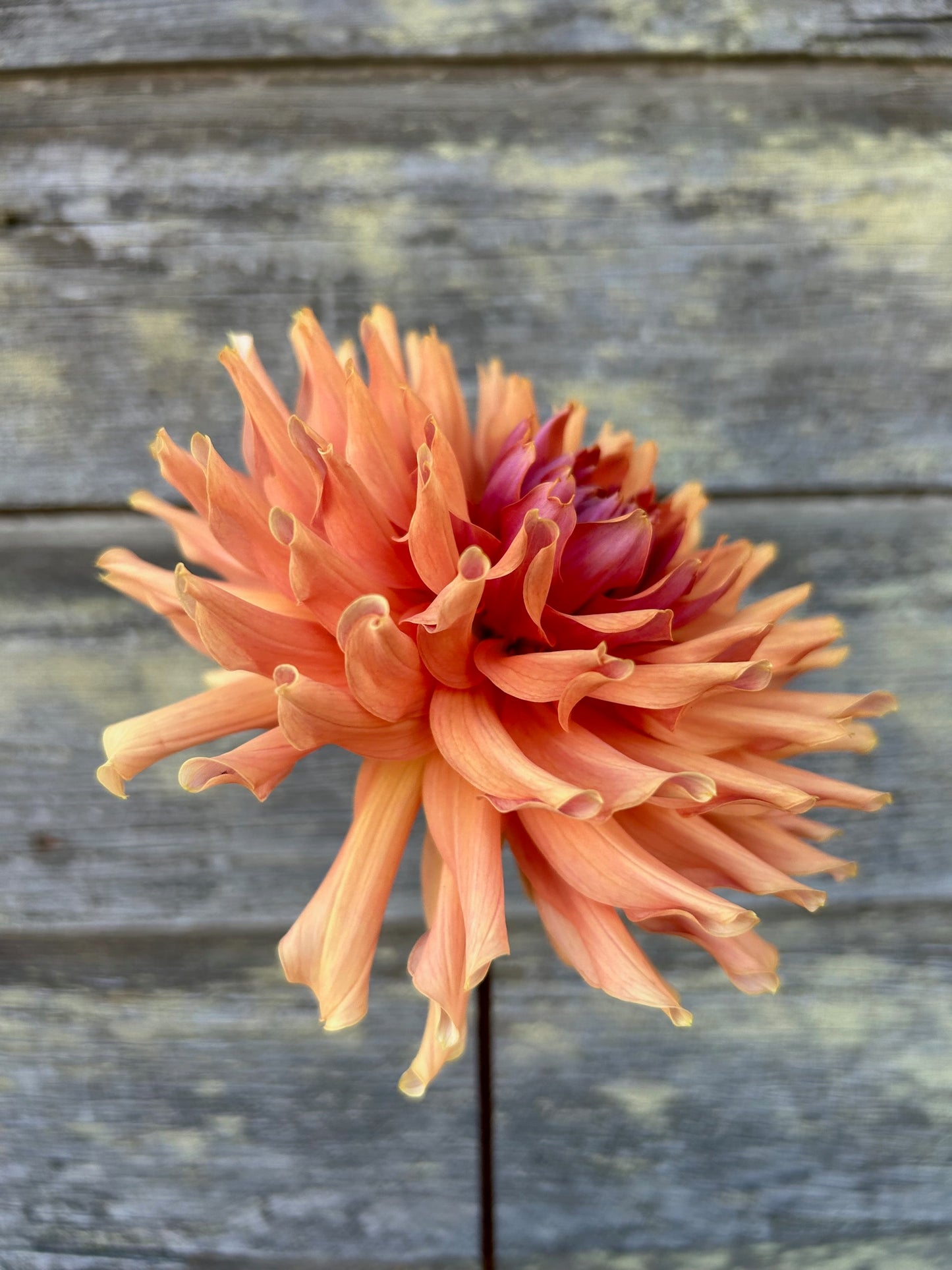Terracotta