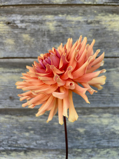 Terracotta