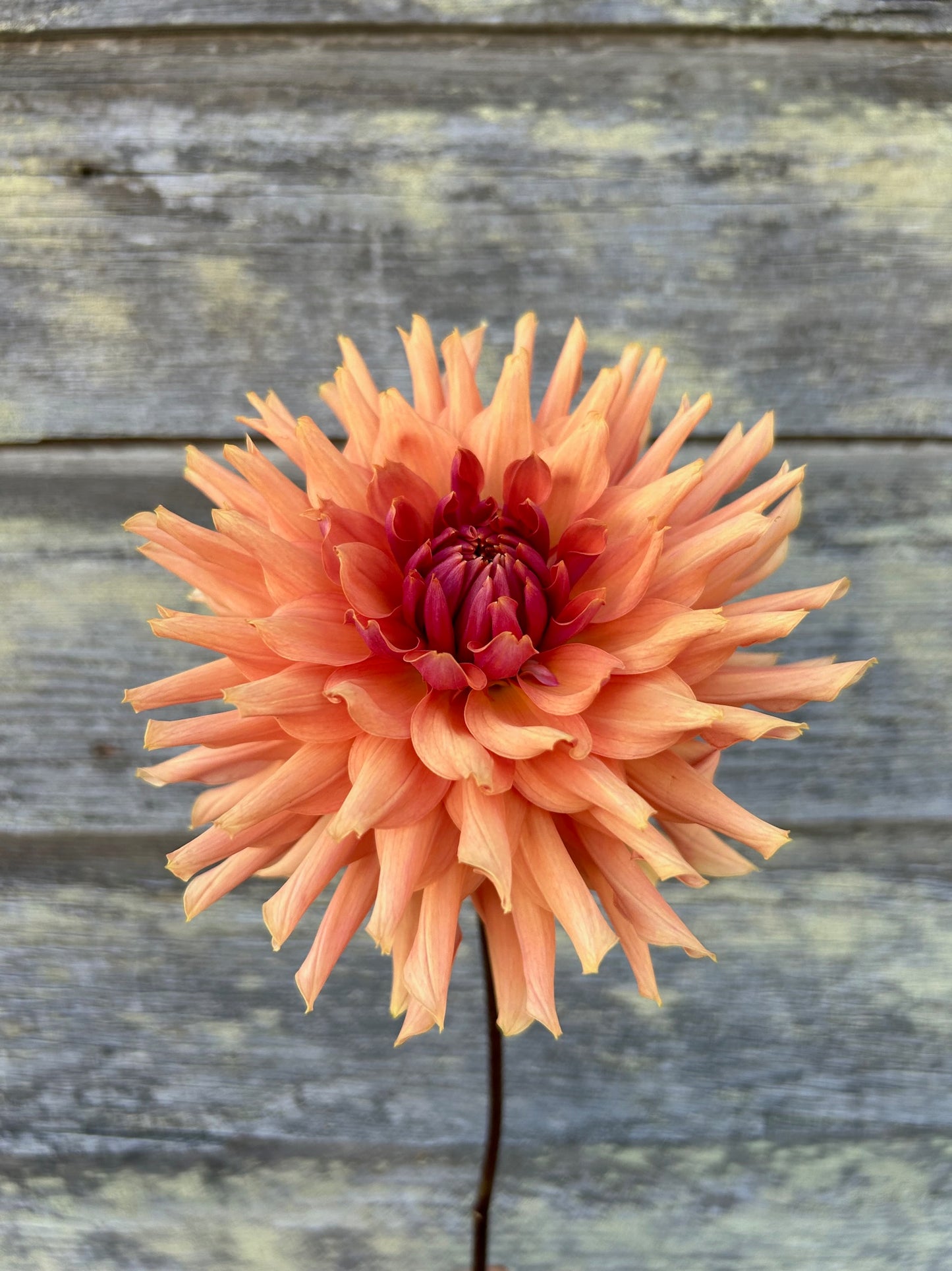 Terracotta