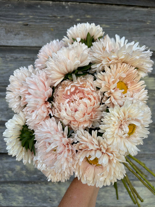 China Aster - King Size Apricot