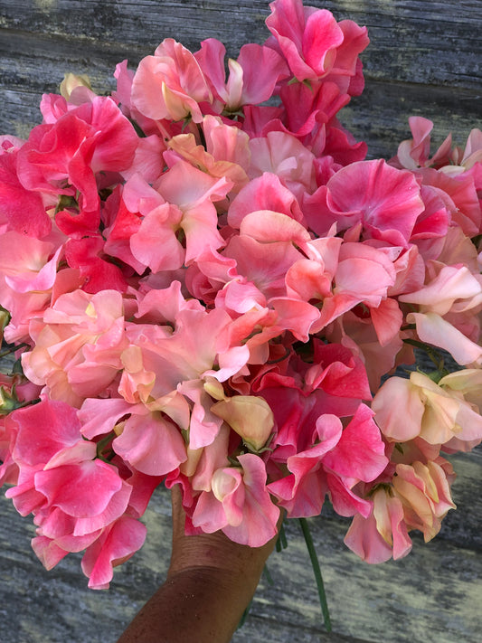 Sweet Pea - Sweet Georgia Peach Mix